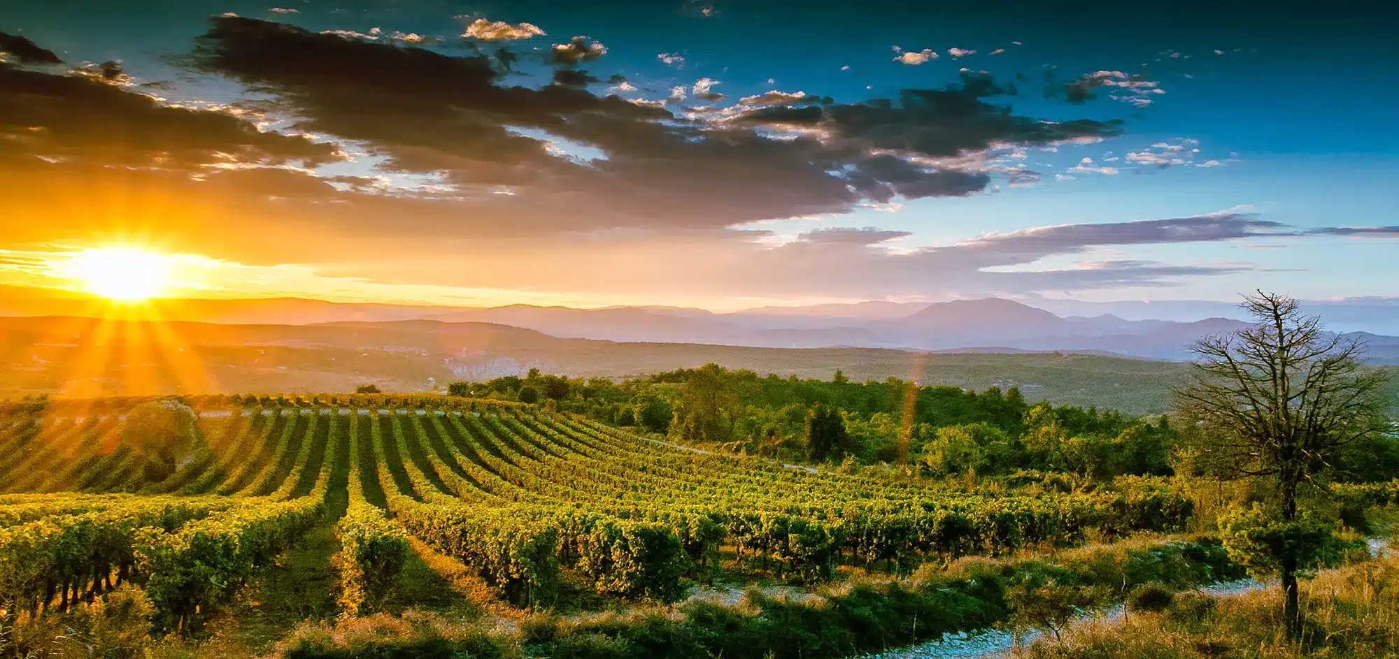 64 The vine shapes the landscapes of south Ardeche through the seasons © Benoit Giorgetti