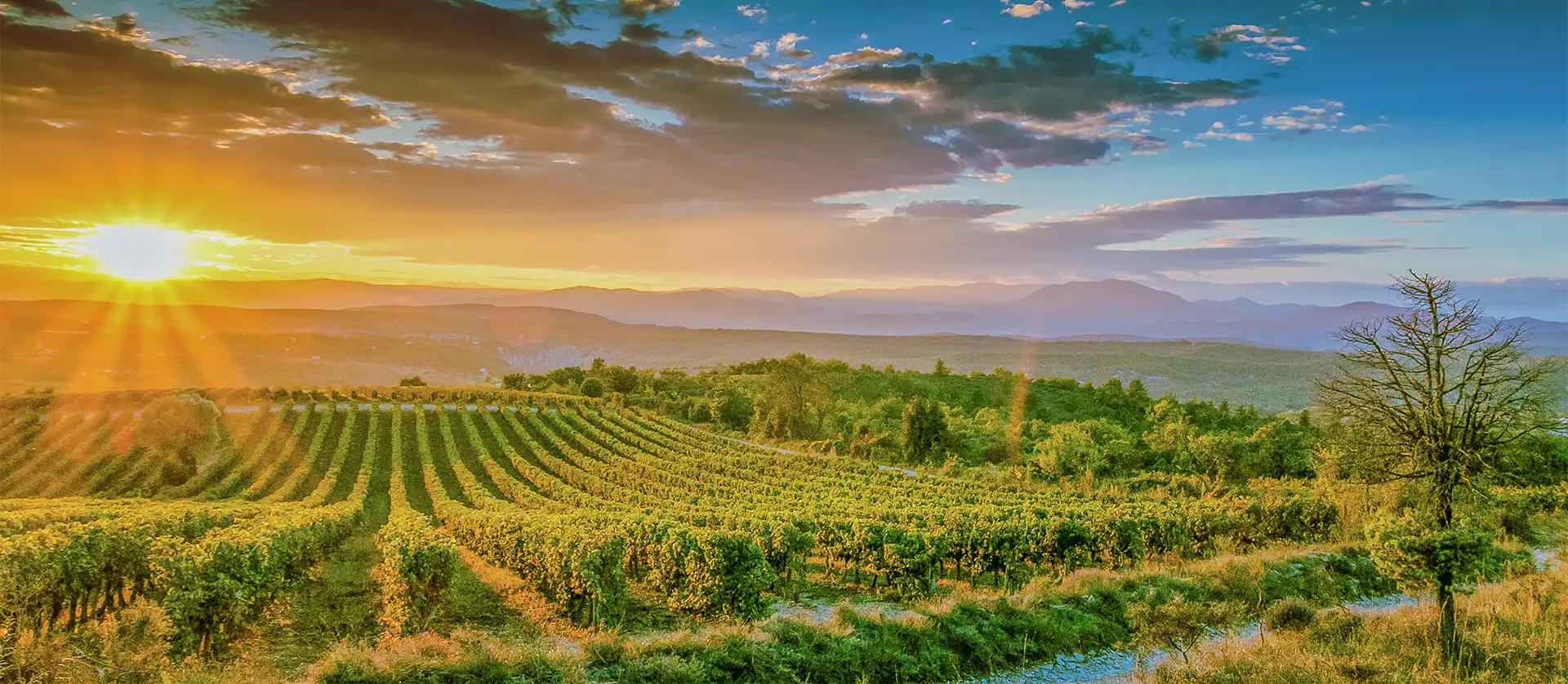 vignobles en ardeche