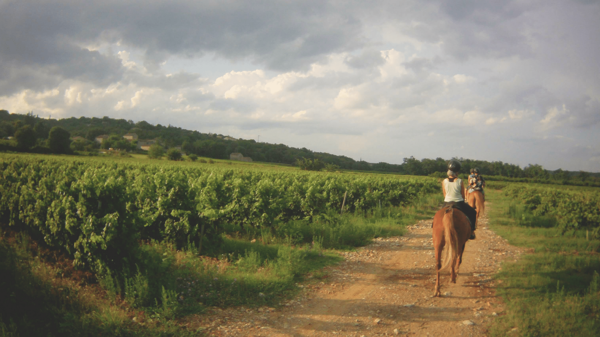 faire du cheval en Ardèche sur des chemins entre les vignes